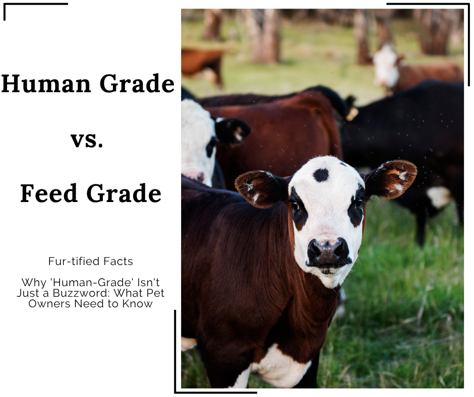 A cow looking at the user with the words to the left reading "Human Grade vs. Feed Grade" and "Fur-tified Facts:Why 'Human-Grade' Isn't Just a Buzzword: What Pet Owners Need to Know"