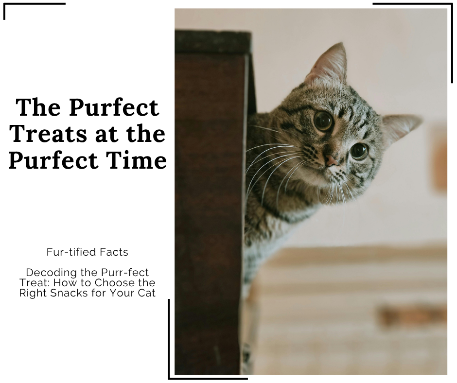 Decoding the Purr-fect Treat: How to Choose the Right Snacks for Your Cat