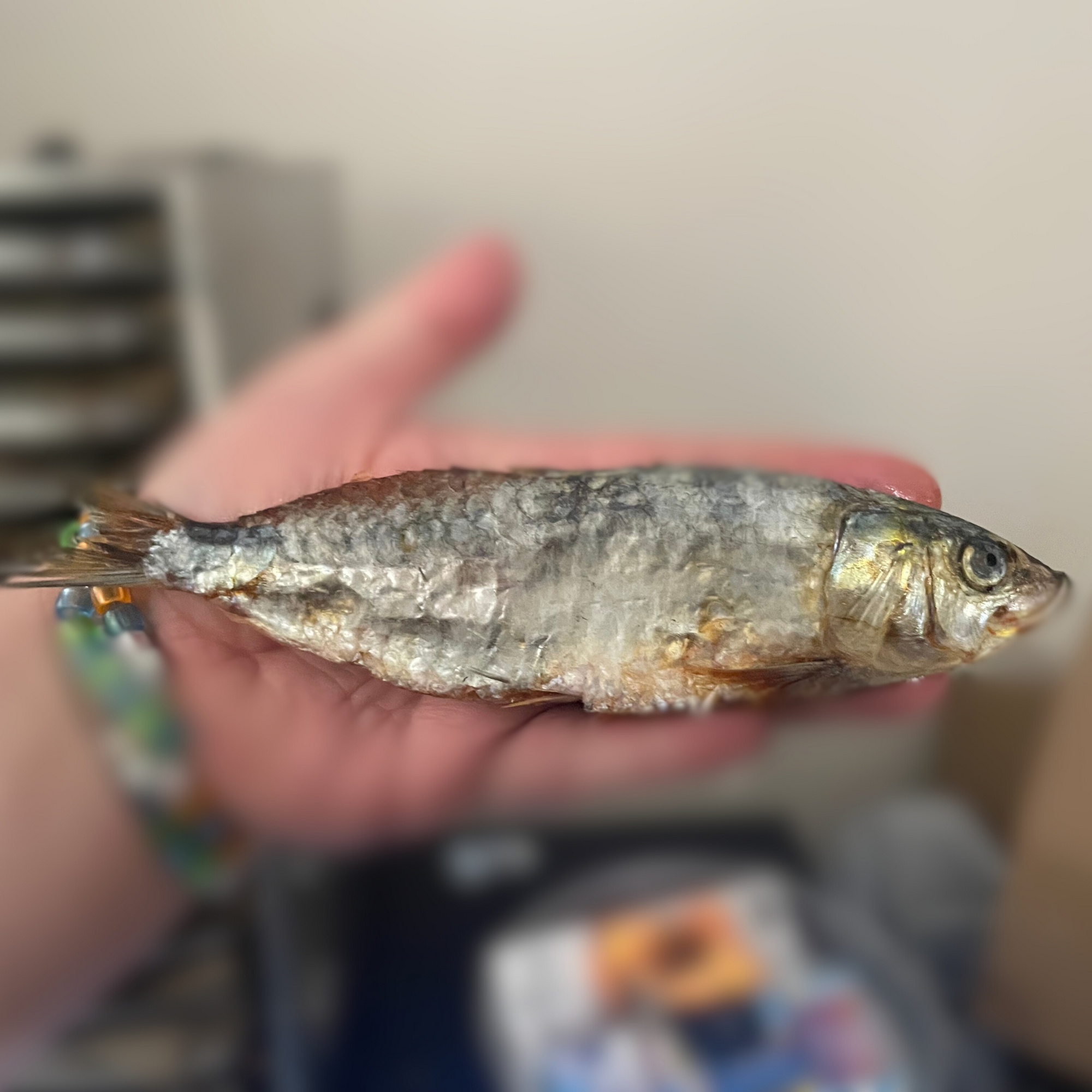 Whole Sardine Cat Treats