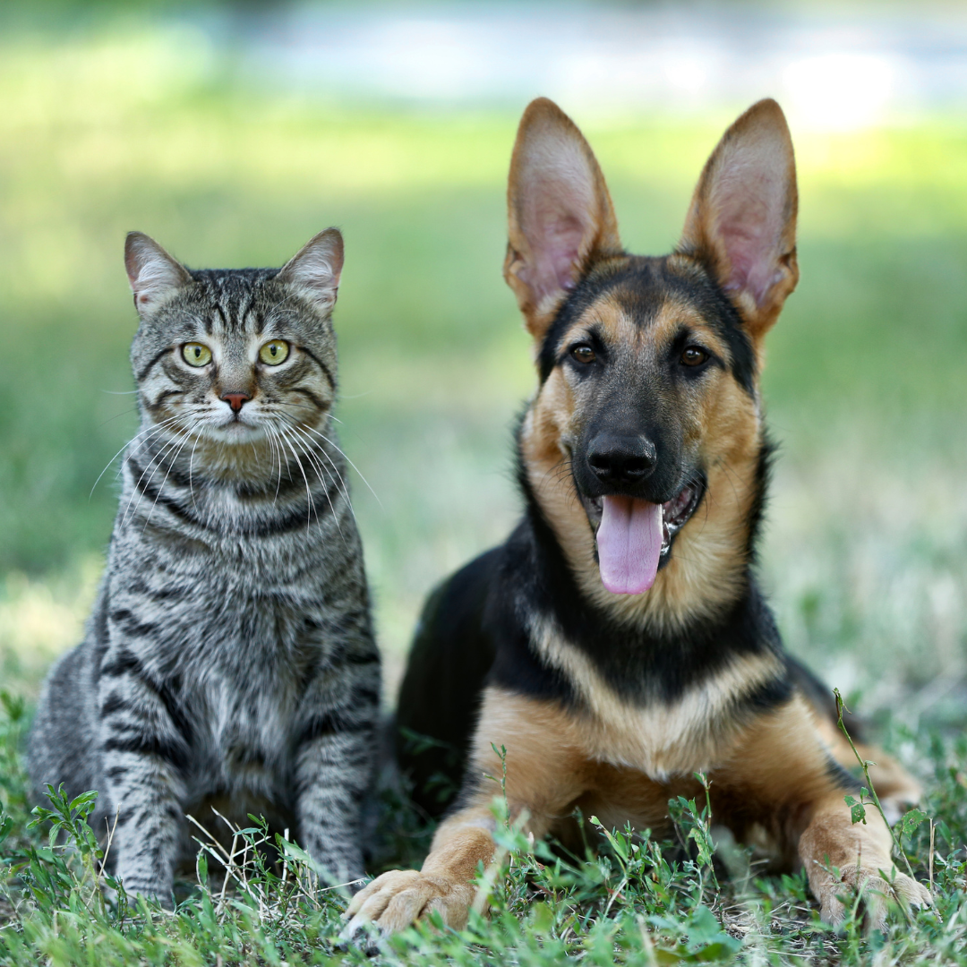 Cat and German Shepherd dog sitting together on grass